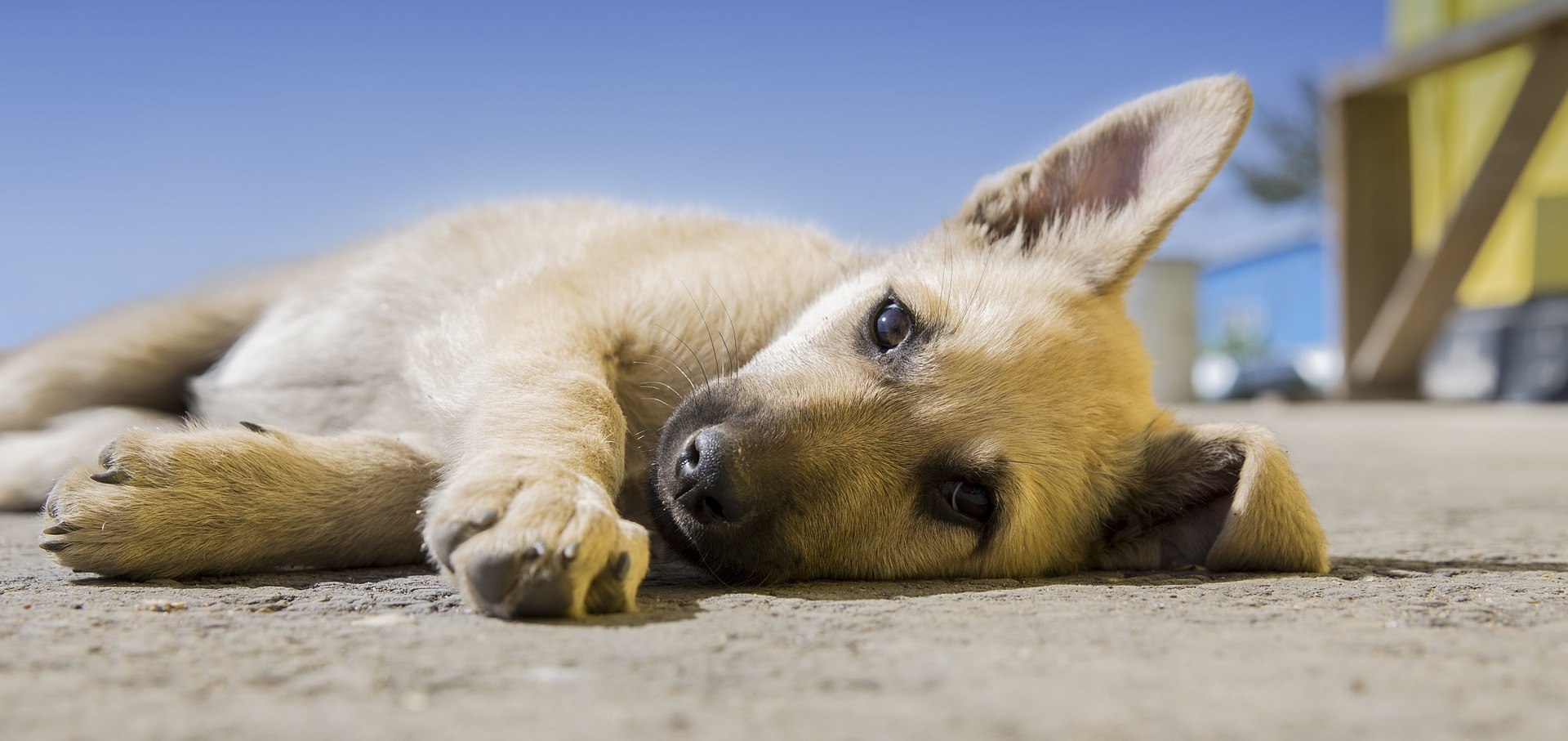 štene pas