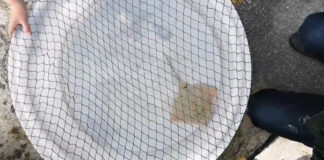 Raža Srećko iz Aquariuma u Puli puštena na slobodu u more raža srećko aquarium pula
