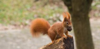 Gdje su nestale crvene vjeverice?