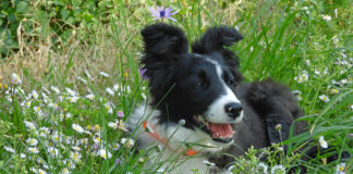 Odluka za cijeli njihov život border collie