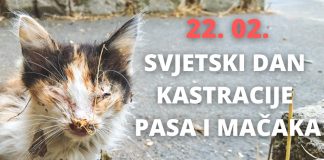Danas je Svjetski dan kastracije pasa i mačaka Svjetski dan kastracije pasa i mačaka