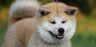 Hachiko ili vjernost koju mogu pokazati samo psi akita inu