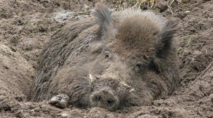 Kuda idu divlje svinje