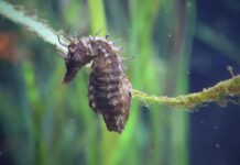 Što znate o morskom konjicu?