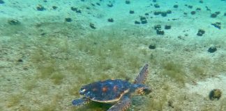 Nakon oporavka u Aquariumu na pulskoj Verudeli u more vraćeno osam glavatih želvi glavata želva